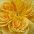 Żółty  - Angielska róża - Molineux